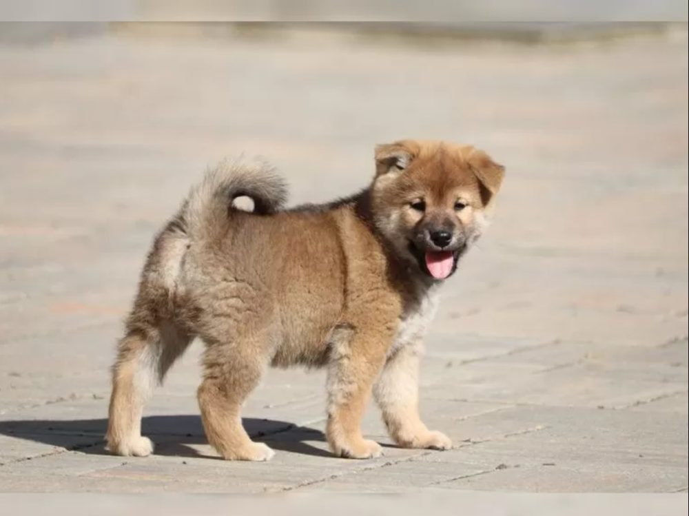 Shiba inu štěňátko s průkazem původu – fotografie 1