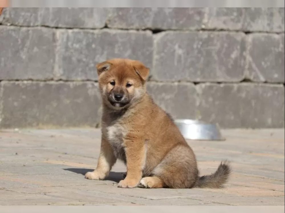 Shiba inu štěňátko s průkazem původu – fotografie 2