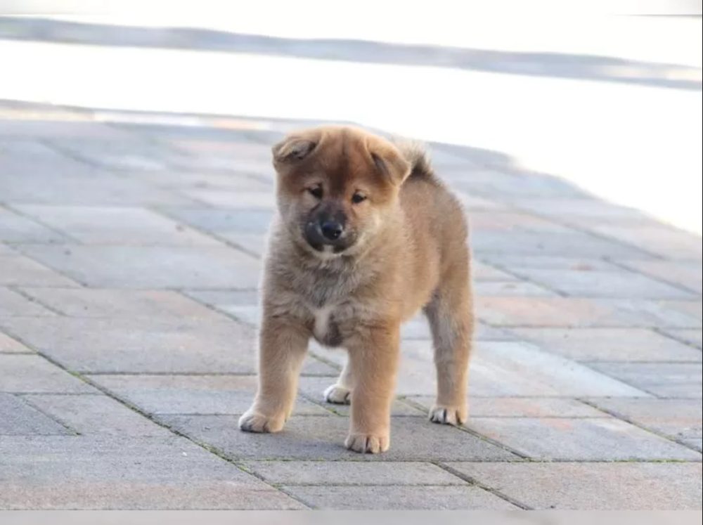 Shiba inu štěňátko s průkazem původu – fotografie 3