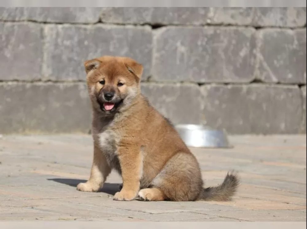 Shiba inu štěňátko s průkazem původu – fotografie 4