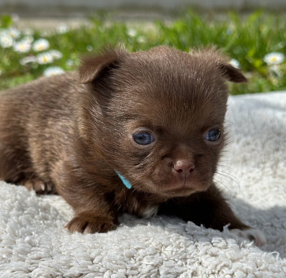CHIHUAHUA BOYS – fotografie 2