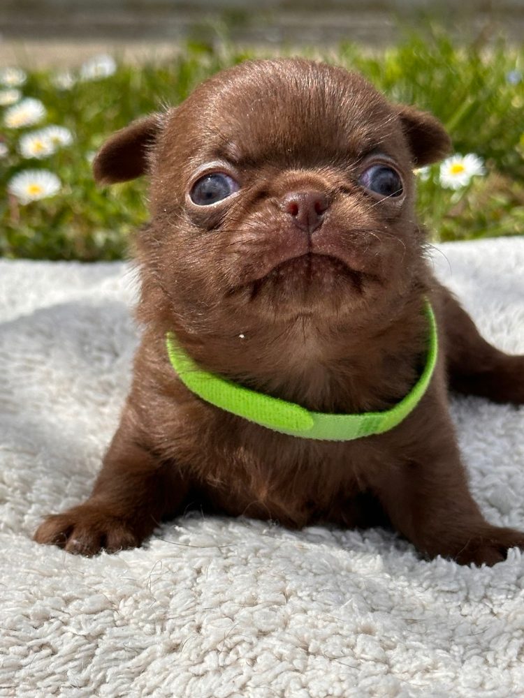 CHIHUAHUA BOYS – fotografie 3