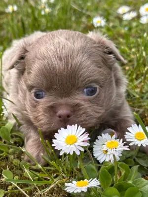 CHIHUAHUA BOYS