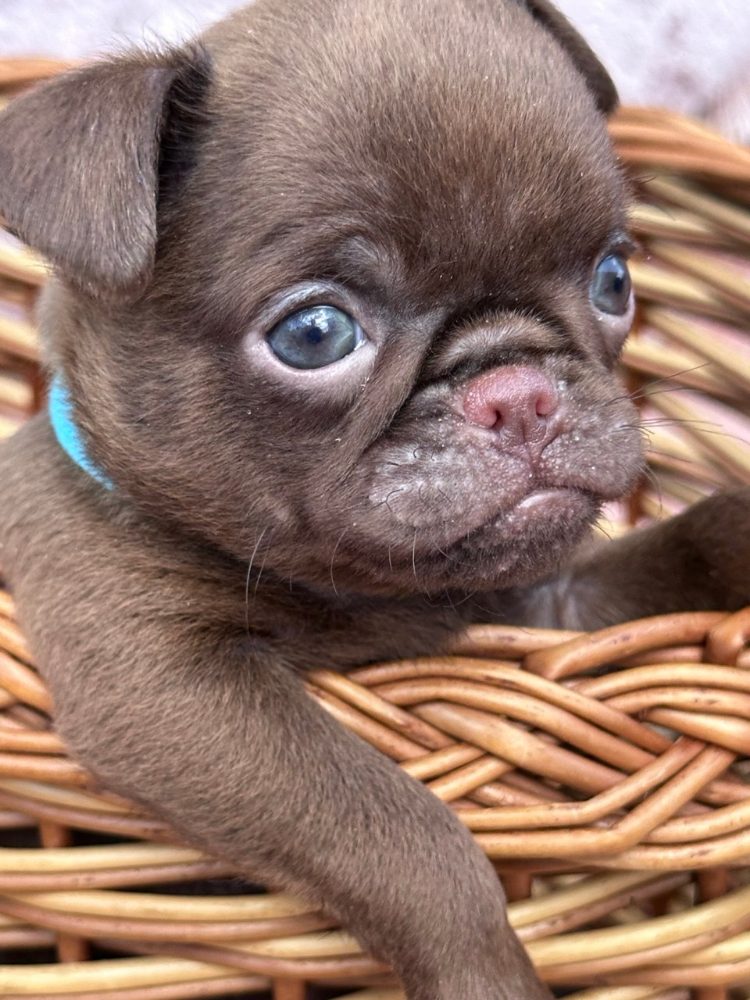 Chocolate Petit brabancon ( smooth Griffon) – fotografie 1