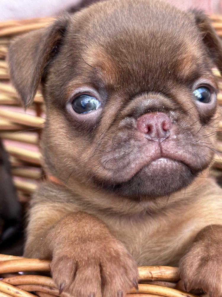 Chocolate Petit brabancon ( smooth Griffon) – fotografie 4