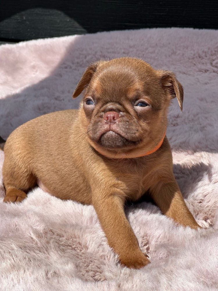 Chocolate Petit brabancon ( smooth Griffon) – fotografie 5