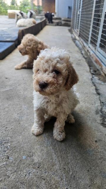 Štěňata Lagotto Romagnolo – fotografie 3