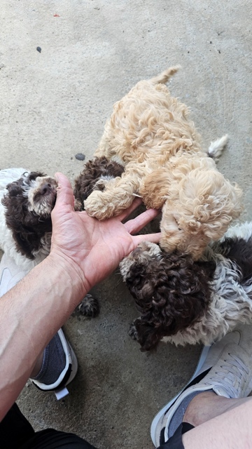 Štěňata Lagotto Romagnolo – fotografie 5