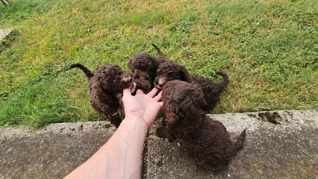 Štěňata Lagotto Romagnolo – fotografie 7