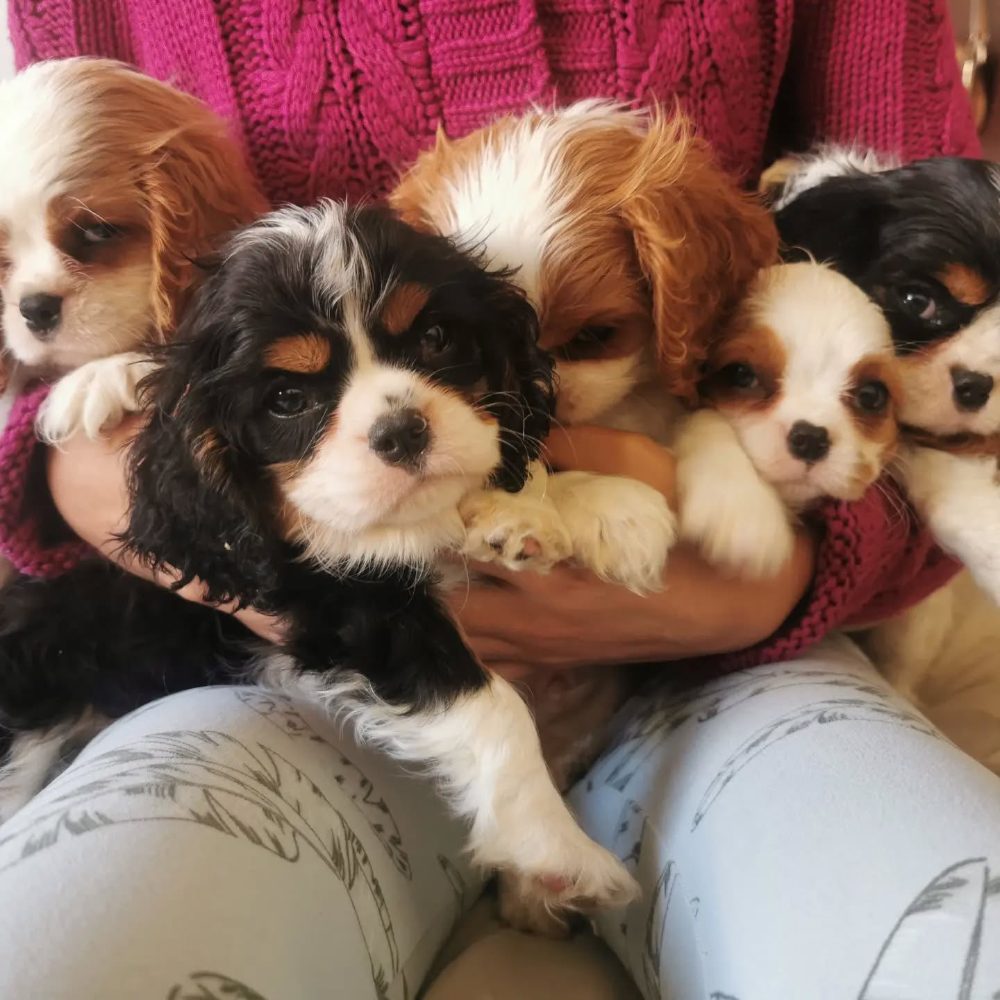 Cavalier King Charles španěl s průkazem původu – fotografie 2