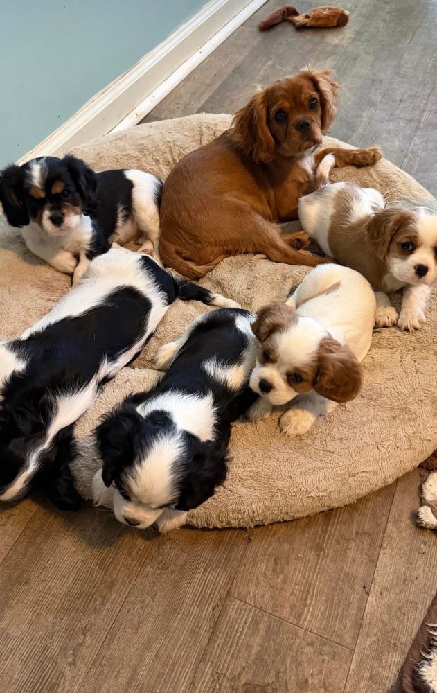 Cavalier King Charles španěl s průkazem původu – fotografie 3