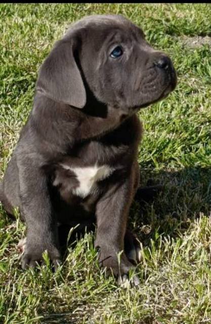 Štěňata Cane Corso obou pohlaví – fotografie 2