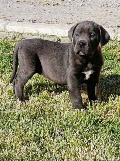 Štěňata Cane Corso obou pohlaví – fotografie 5