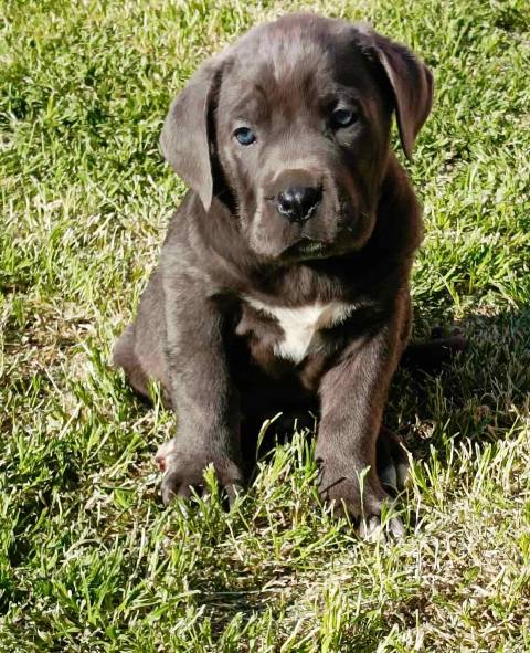 Štěňata Cane Corso obou pohlaví – fotografie 6