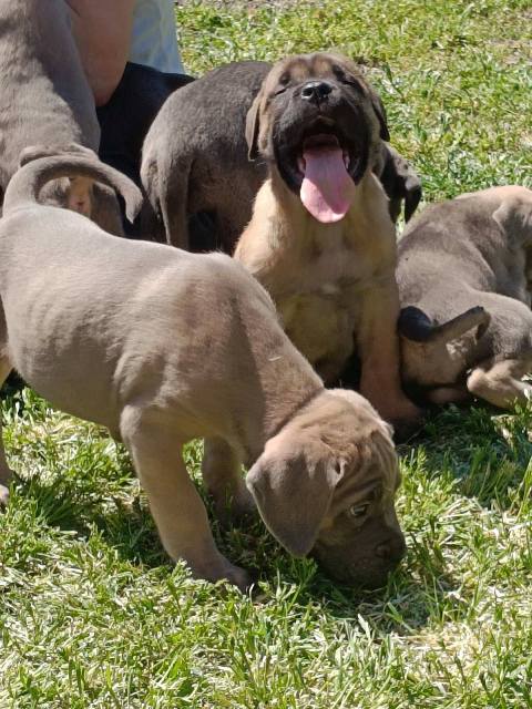 Štěňata Cane Corso obou pohlaví – fotografie 7