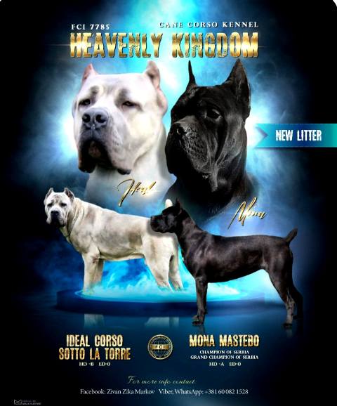 Štěňata Cane Corso obou pohlaví – fotografie 8