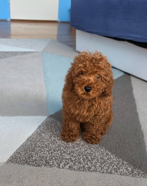 Štěňata červeného toy pudla – fotografie 1