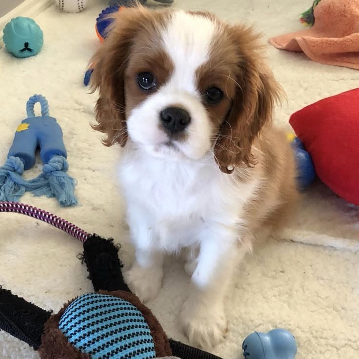 Cavalier King Charles španěl štěňátka – fotografie 3