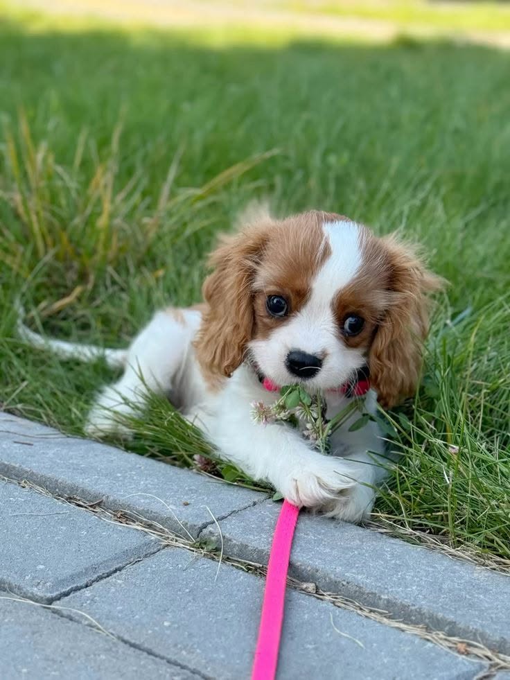 Cavalier King Charles španěl štěňátka – fotografie 4