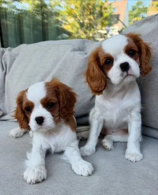 Cavalier King Charles španěl štěňátka