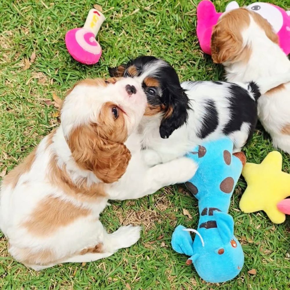Cavalier King Charles Spaniel – fotografie 2