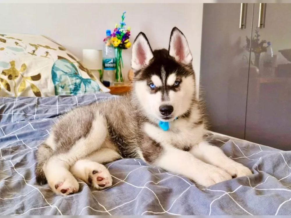 Sibiřský husky s PP – fotografie 1