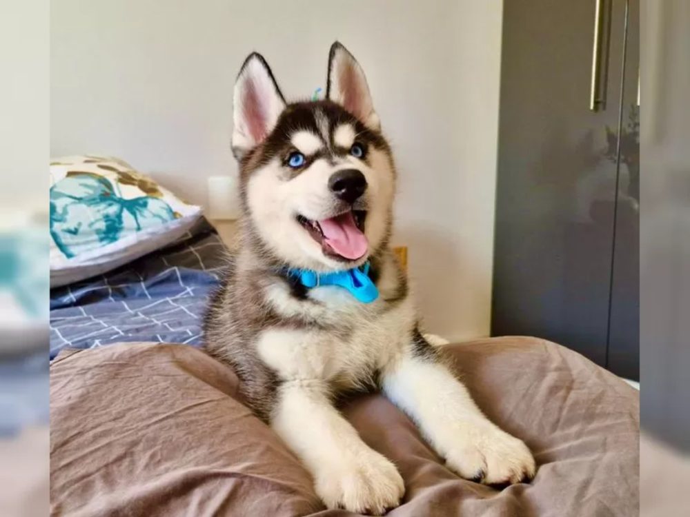 Sibiřský husky s PP – fotografie 2