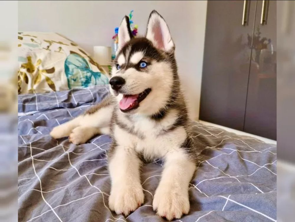 Sibiřský husky s PP – fotografie 3