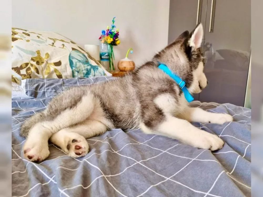 Sibiřský husky s PP – fotografie 6