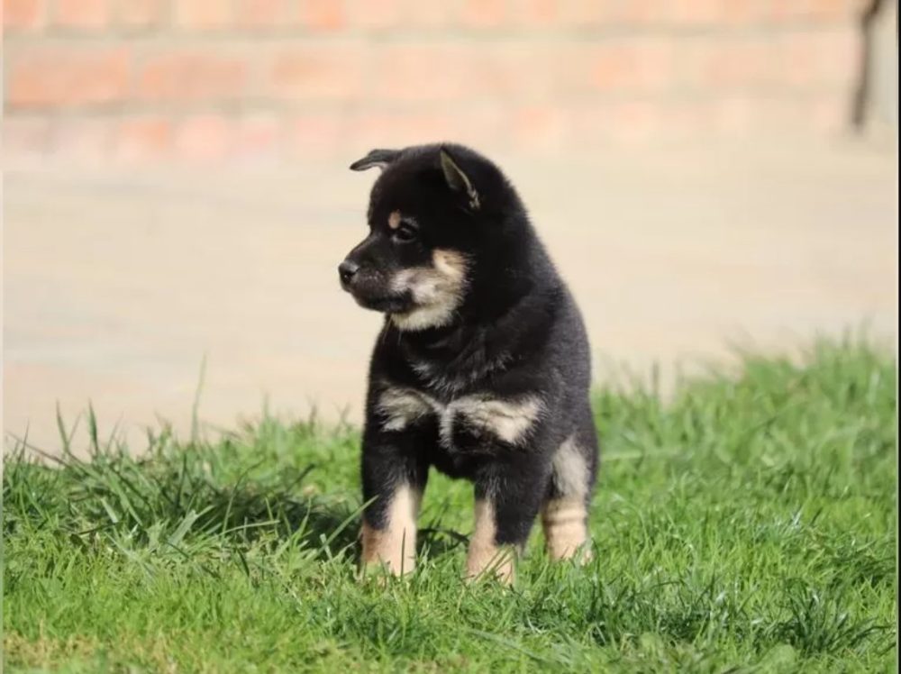 Prodám Shiba inu – fotografie 1