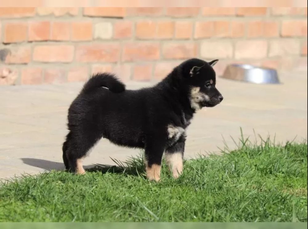 Prodám Shiba inu – fotografie 2