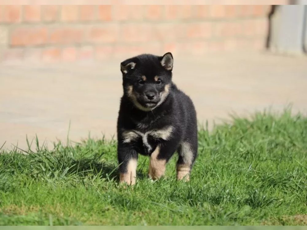 Prodám Shiba inu – fotografie 4
