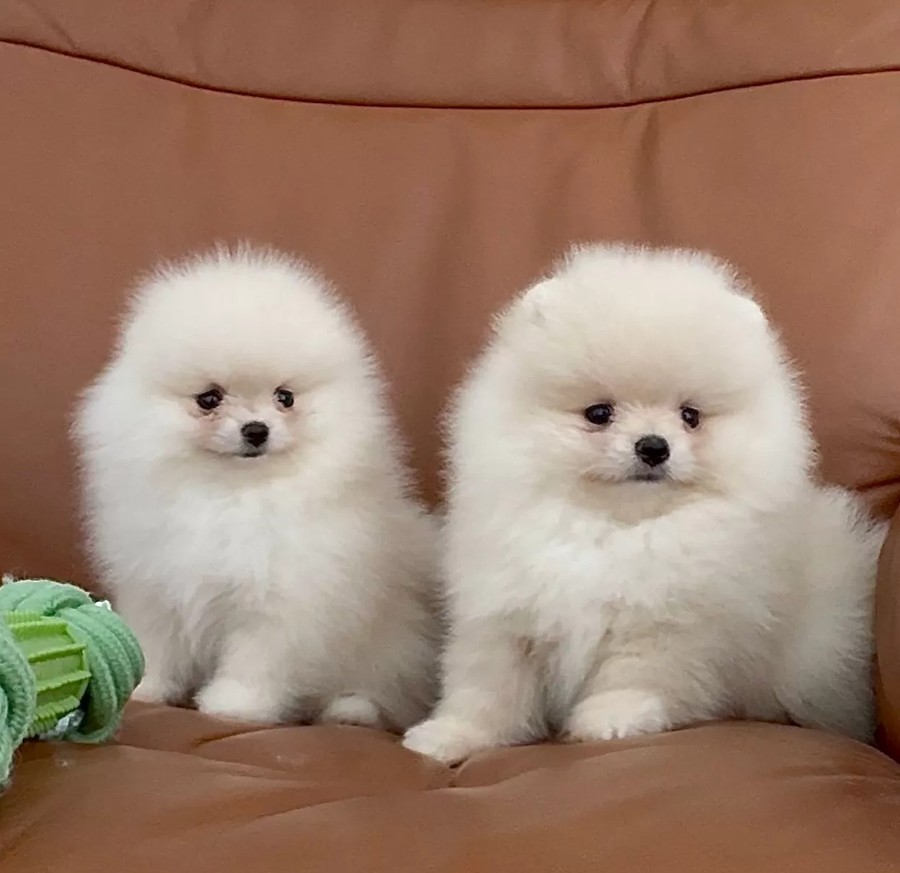 Čistokrevný pomeranian (trpasličí špic) – fotografie 2