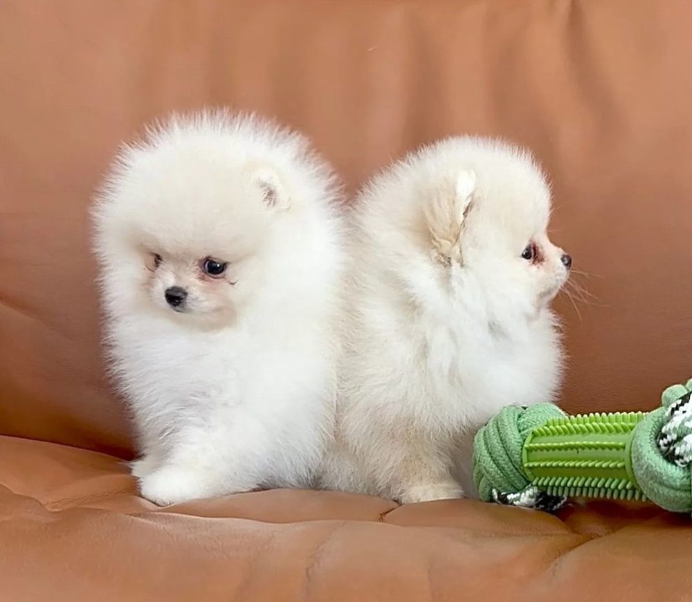 Čistokrevný pomeranian (trpasličí špic) – fotografie 3
