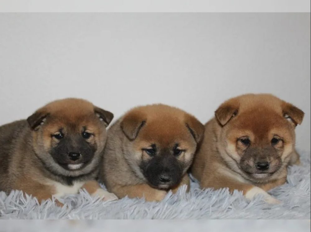 Shiba Inu štěňátka s PP (FCI) – fotografie 1