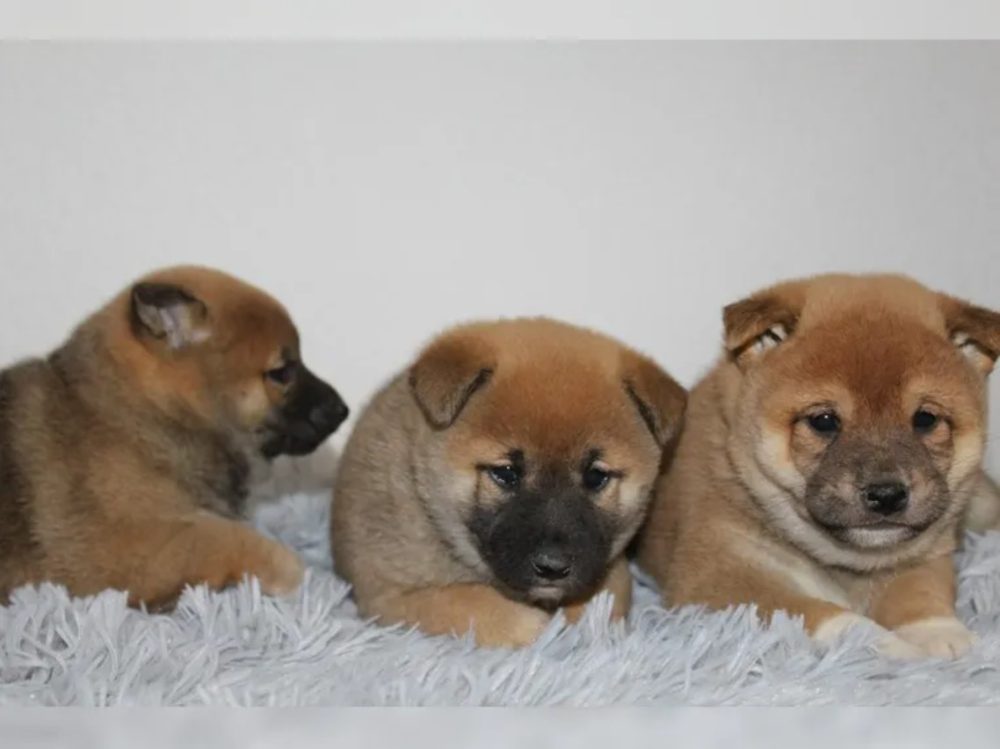 Shiba Inu štěňátka s PP (FCI) – fotografie 2