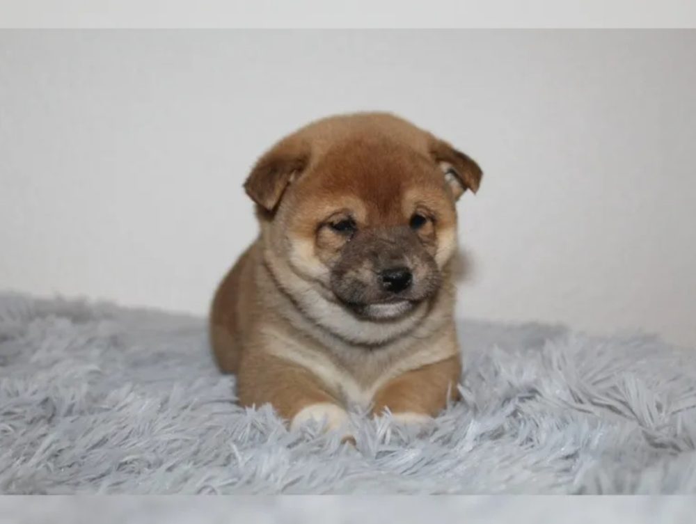 Shiba Inu štěňátka s PP (FCI) – fotografie 3