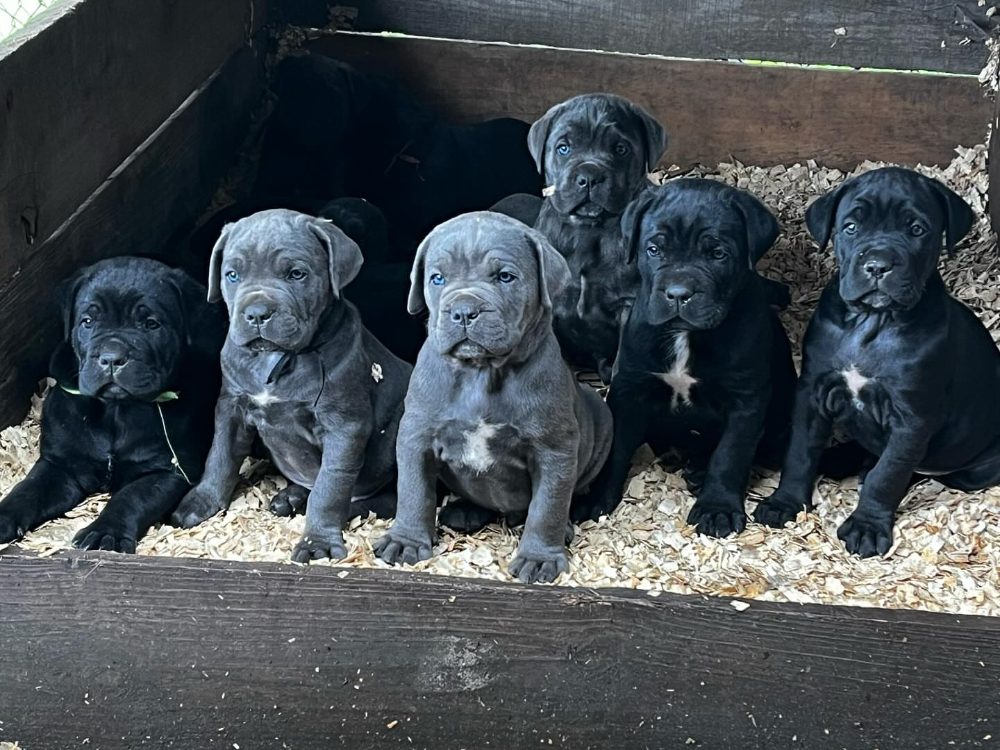Rozkošná štěňátka Cane Corso k adopci – fotografie 1