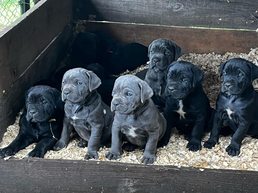 Rozkošná štěňátka Cane Corso k adopci – fotografie 3
