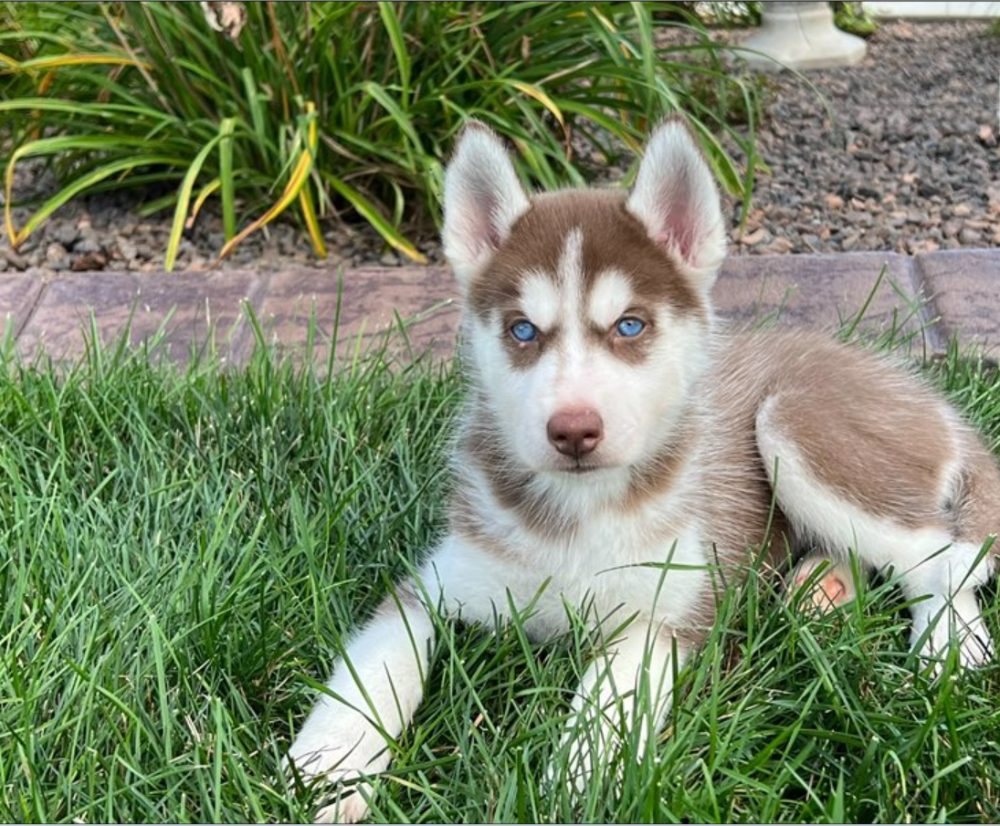 Sibiřský husky s PP – štěňata po pracovně vedených rodičích – fotografie 2