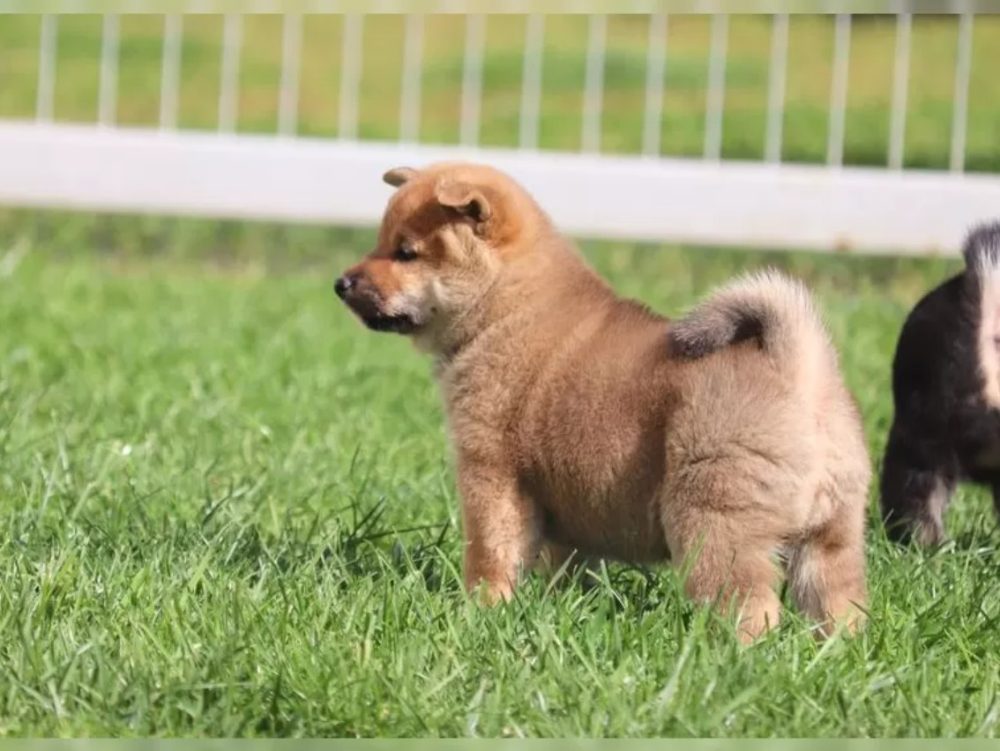 Shiba Inu Štěňata – fotografie 3