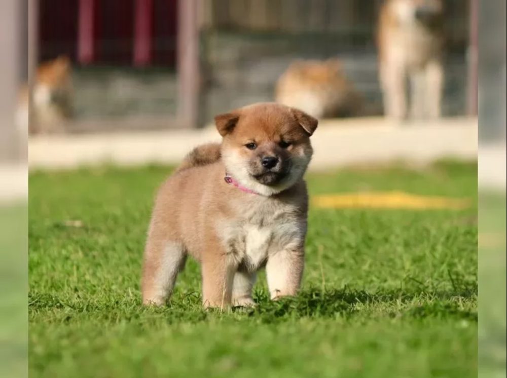 štěňata shiba inu – fotografie 2