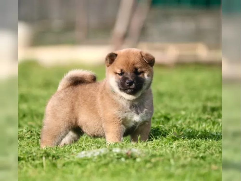 štěňata shiba inu – fotografie 3