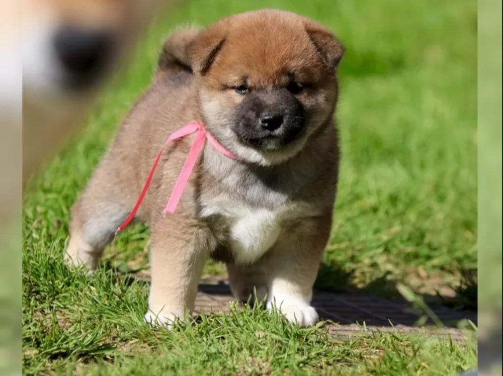 štěňata shiba inu – fotografie 4