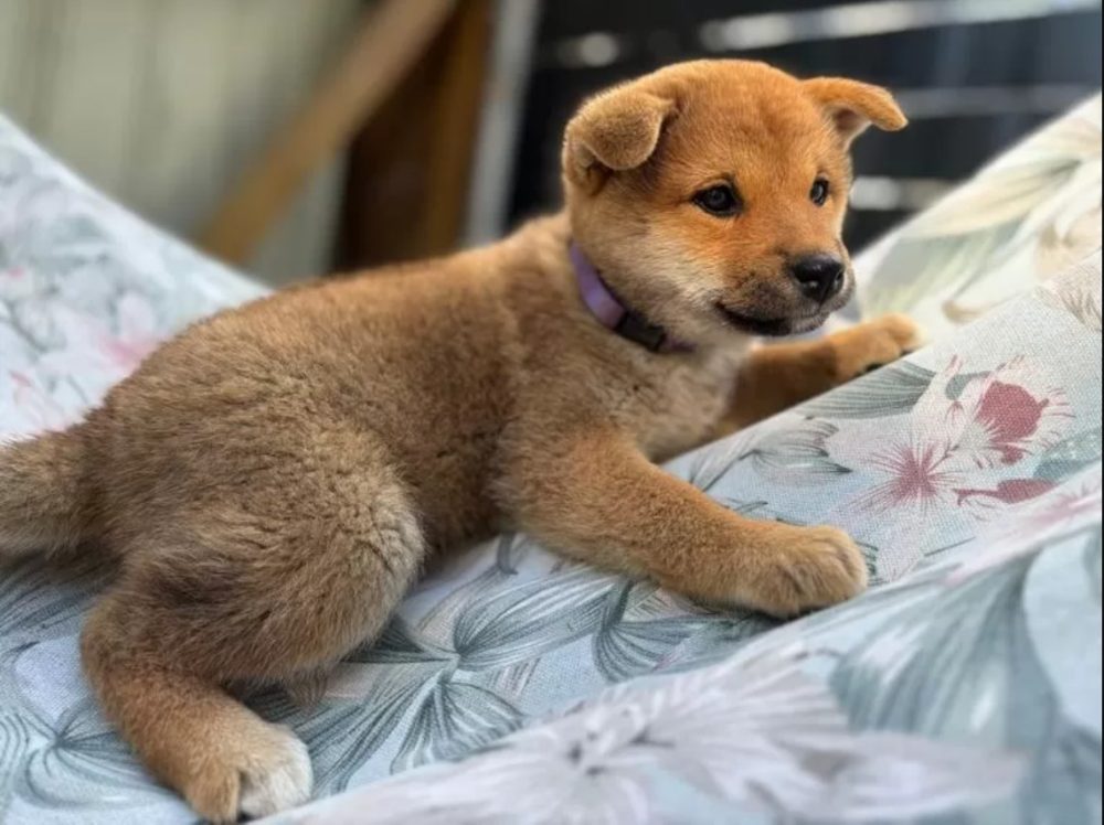 K dispozici krásné štěně Shiba inu – fotografie 2