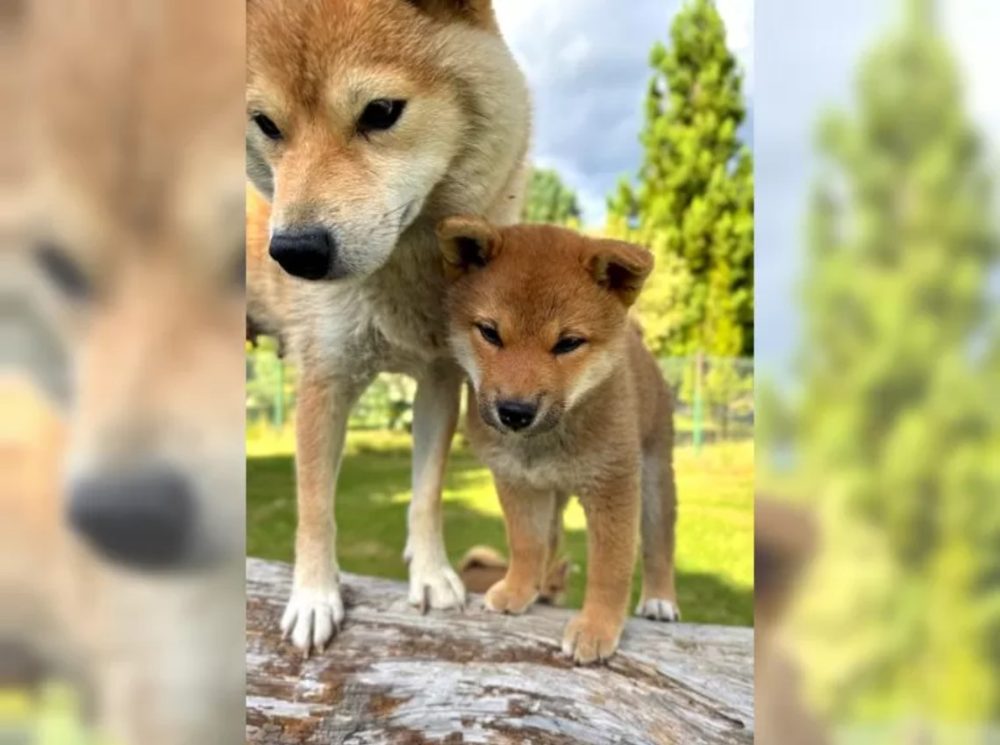 K dispozici krásné štěně Shiba inu – fotografie 4