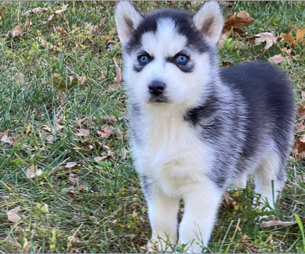 Sibiřský Husky - prodám štěňátka bez pp – fotografie 1