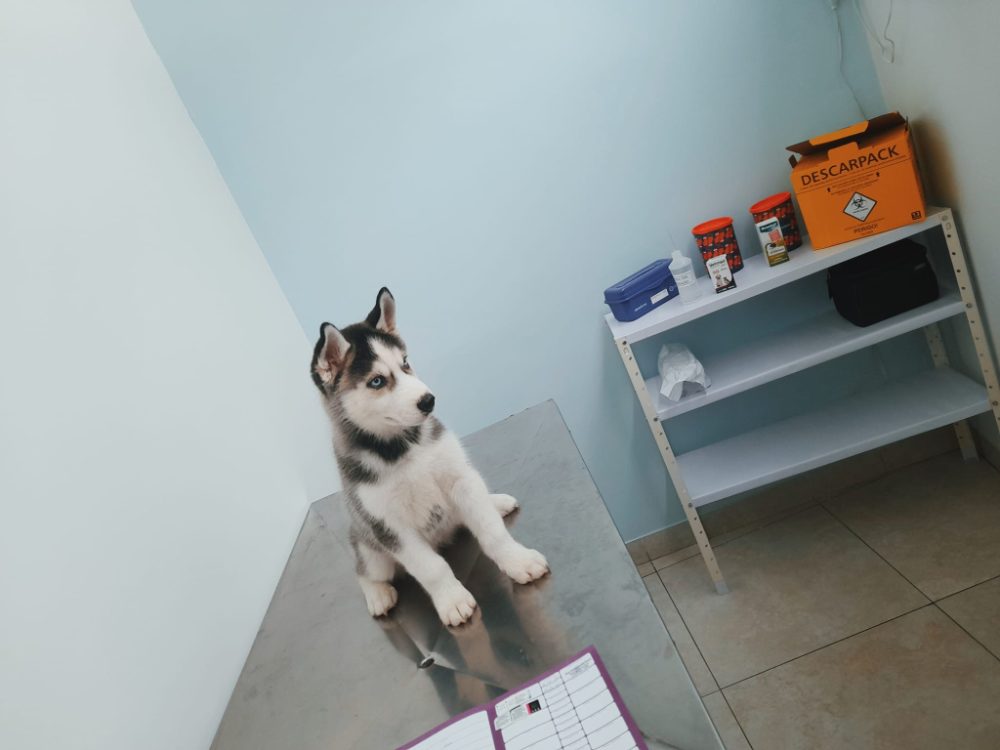 Sibiřský Husky - prodám štěňátka bez pp – fotografie 2