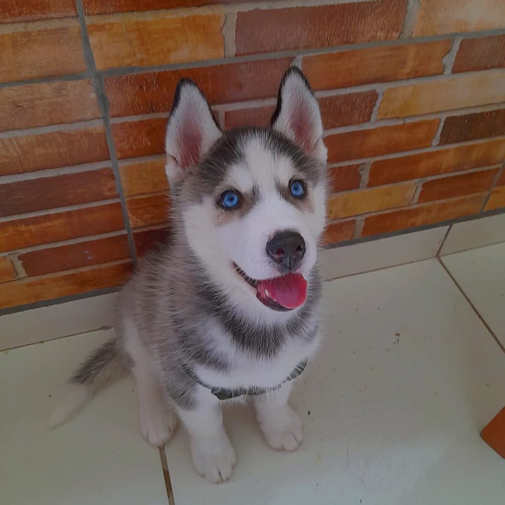 Sibiřský Husky - prodám štěňátka bez pp – fotografie 3