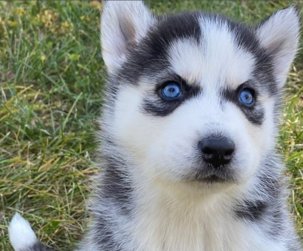 Sibiřský Husky - prodám štěňátka bez pp – fotografie 4